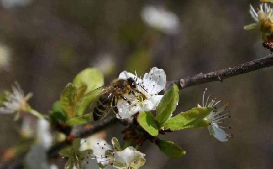 Pčele oprašivanjem donose bolji urod voću, ali ih mala nepažnja može ubiti